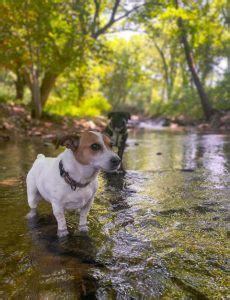 Image result for Mini Stumpy Jack Russell