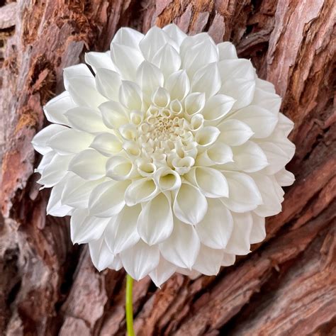 KA's® Bella Luna – Stonehouse Dahlias
