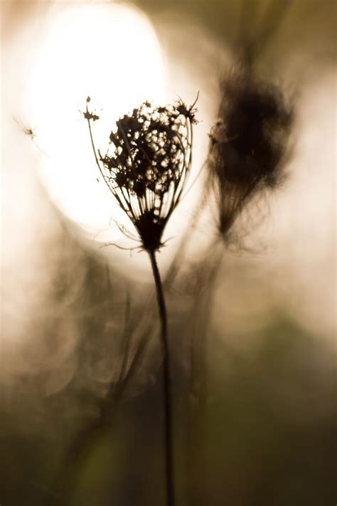 Nikon Program Mode 的图像结果