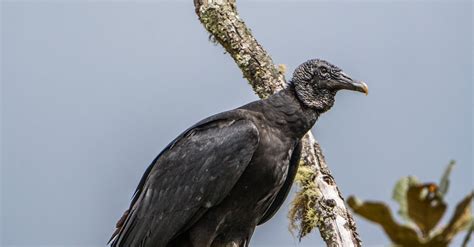 Image result for What Is a Chulo