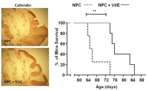 Vitamin E Dietary Supplementation Improves Neurological Symptoms and ...