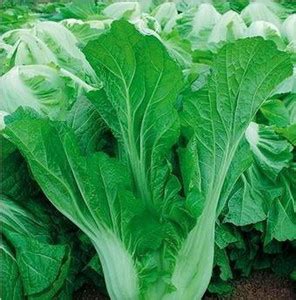 TRICONE Sarso Seed Price in India - Buy TRICONE Sarso Seed online at ...