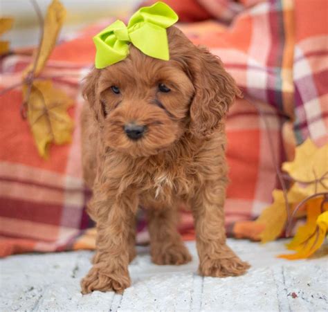 Image result for Cockapoo Dog Baby