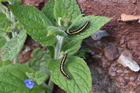 15 Caterpillars Found in Hawaii (6 Are Poisonous) - A-Z Animals