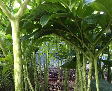 Elephant Foot Yam Disadvantages at Raymond Trombly blog