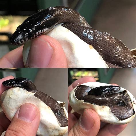 Image result for White Python Pet