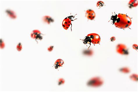 Image result for Ladybug Insect Flying