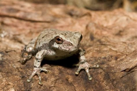 Image result for Alien Michigan Frog