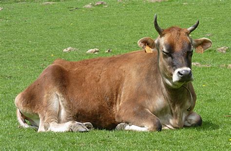 File:Jersey cow J4.jpg - Wikimedia Commons