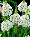 Sprout Bulbs Ornithogalum Flower Bulbs white (Chincherinchee) (PACKS OF ...