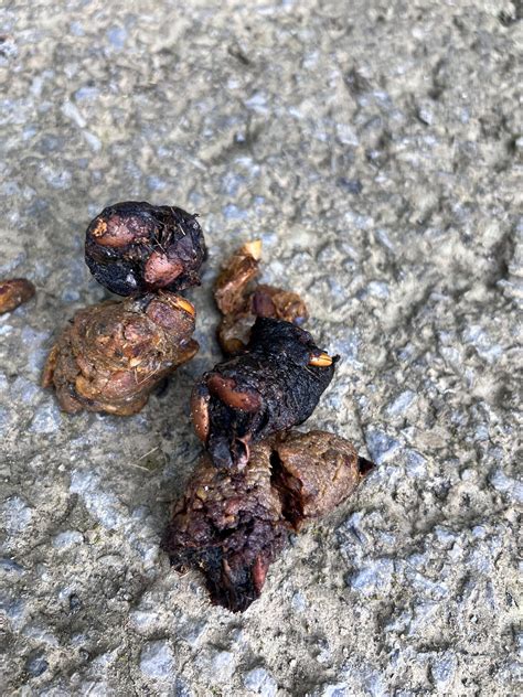 InGodWeTrust on Twitter: "Help with scat identification, thinking it’s ...