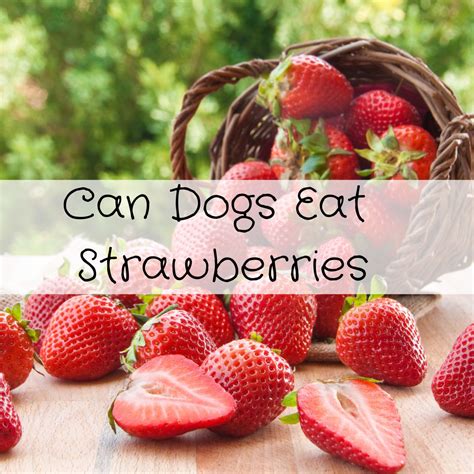 Can Dogs Eat Strawberries?