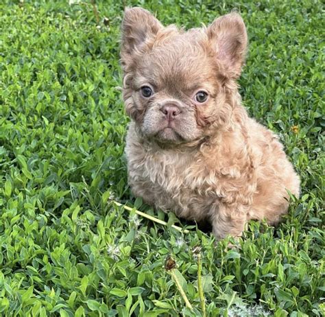 Curly Coated French Dog at Glenn Ledoux blog