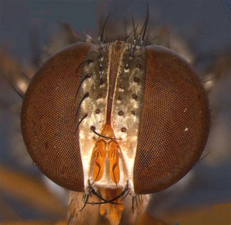 Featured insects