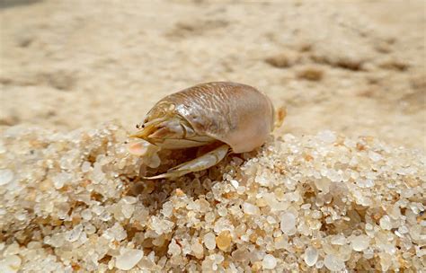 Mole Crab (Sand Flea) Animal Facts - Emerita analoga, Emerita analoga ...