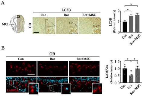 Future Pharmacology | An Open Access Journal from MDPI