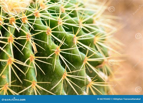 Macro on Thorns of cactus stock photo. Image of spike - 66193442