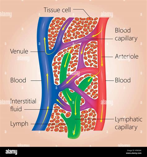 Image result for Lymphatic System Flow