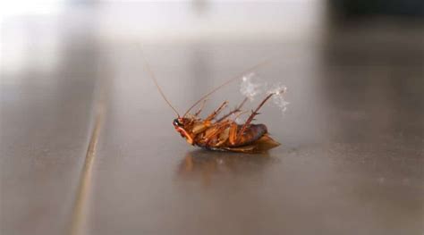 Do Cockroaches Smell? What Do They Smell Like?