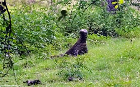 Time needed for travelling on Flores