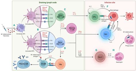 Vaccines | Special Issue : Review Special Issue Series: T-cell Based ...