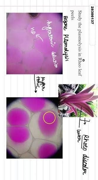 How do you observe cell membrane in a peel of rheo leaf under ...