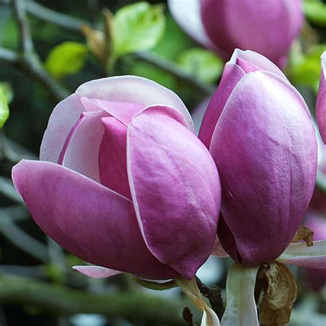 Alberello Di Magnolia Soulangeana In Vaso, Pianta Ornamentale Con Fiori Rosa, Altezza Circa 2 Metri, Vaso ø33 Cm - Vivaio Di Castelletto
