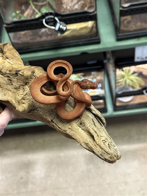 Amazon Tree Python 的图像结果