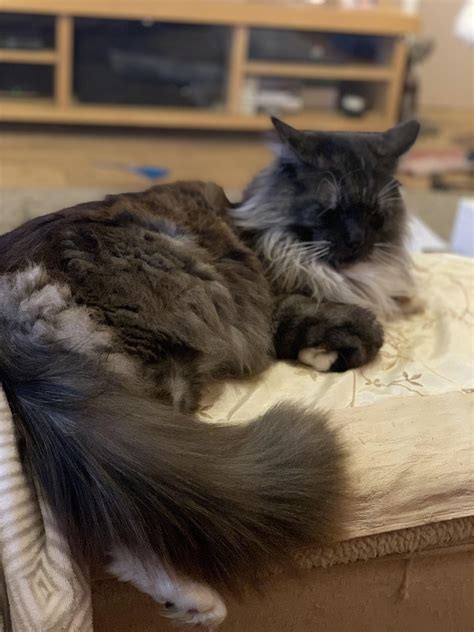 Tiberius Sempronius Gracchus looks like a young Mr. Bean : r/ancientrome