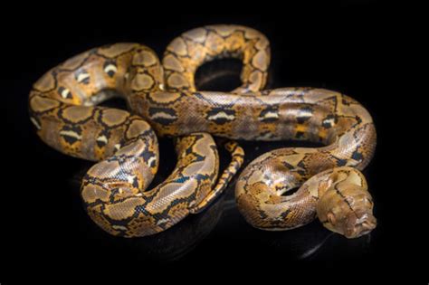 Image result for Retic Python Bite