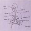 2. Diagram: Draw a well-labelled diagram of the digestive system ...