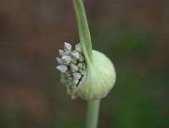Image result for Elephant Garlic - Garlic Bulb
