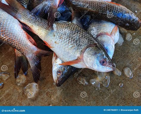 Big Pile of Freshly Harvested Rohu Fish with Ice in Indian Fish Market ...