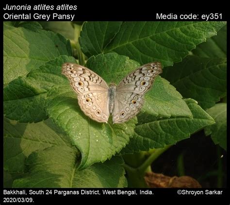 Junonia atlites | Butterfly