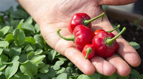 NOMAD RESTAURANTE, Lima - Restaurant Reviews, Phone Number & Photos ...