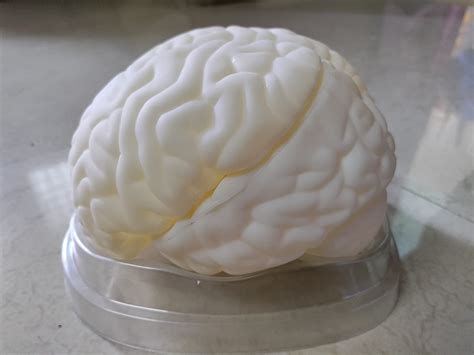 AKIVIN Human Brain Model, Anatomically Accurate Brain Model Life Size ...
