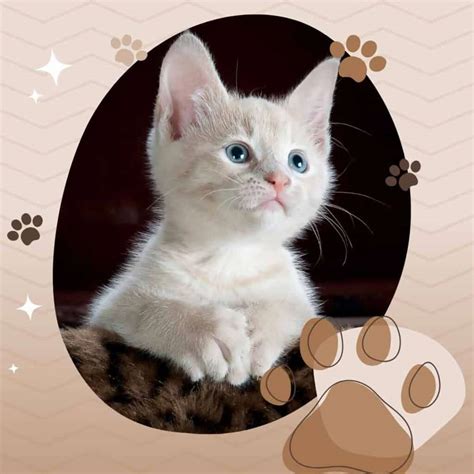 Can Cats Eat Ham? A Pet Owner's Ultimate Solutions (2025)