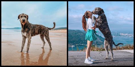 IRISH WOLFHOUND: dog breed information and all you need to know