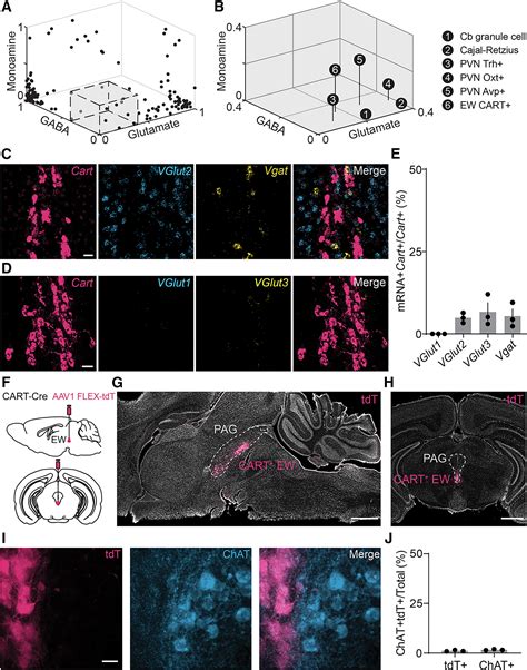 Peptidergic and functional delineation of the Edinger-Westphal nucleus: Cell Reports