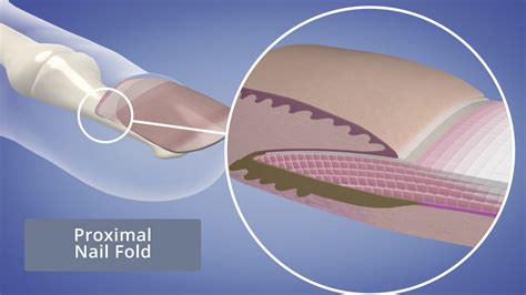 Proximal Nail Fold - NailKnowledge