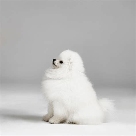 15 Small White Dog Breeds - List of Little White Dogs