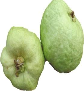 The Entacloo Guava Plant Price in India - Buy The Entacloo Guava Plant ...