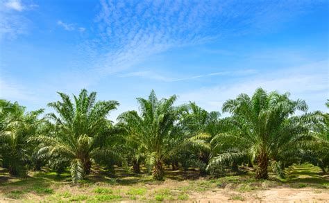 Conservation Of Oil