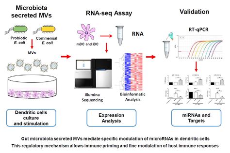 Transcriptomic microRNA Profiling of Dendritic Cells in Response to Gut ...