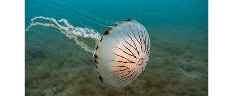 How to Care for Your Child After a Jellyfish Sting - Sidra Medicine