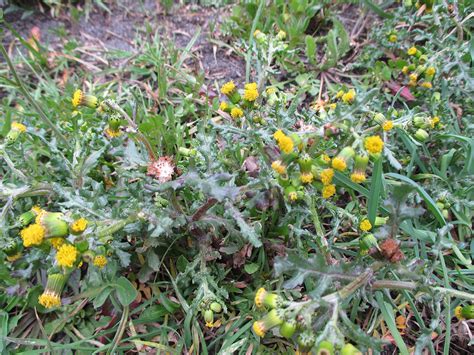 Common Groundsel (Senecio vulgaris)