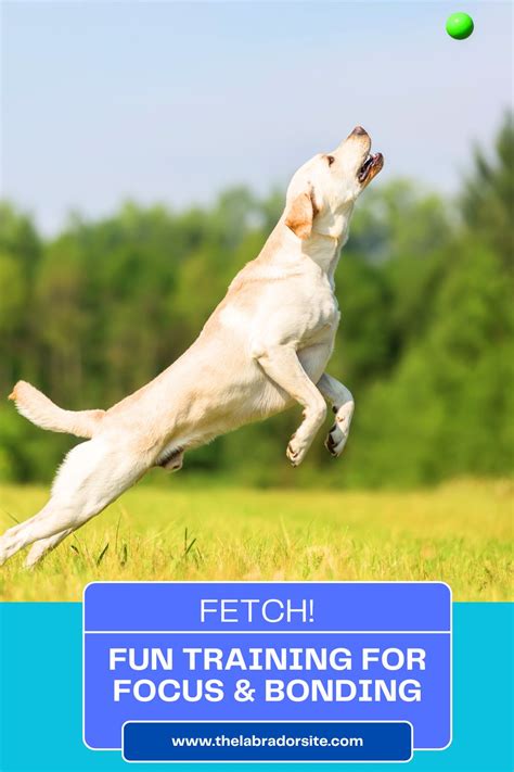 Image result for Labrador Force Fetch