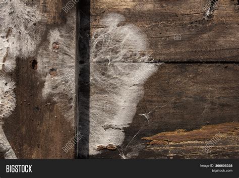 What Does Mold On Wood Look Like at Anton Thomas blog
