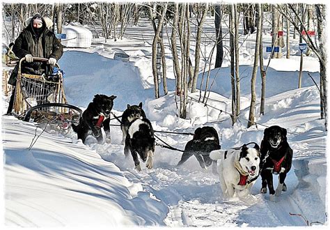 SLED DOG ADVENTURES - All You Need to Know BEFORE You Go 2026 (with ...