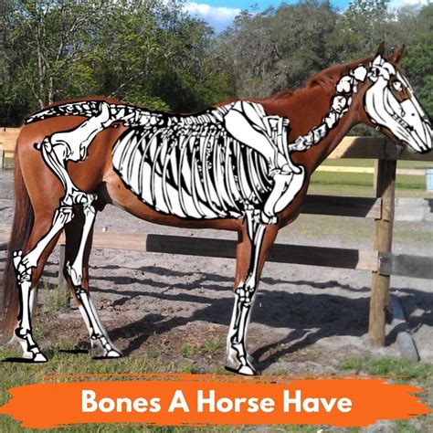 How Many Bones Does A Horse Have? - National Equine